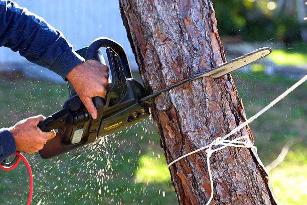 Best Tree Risk Assessment  in USA